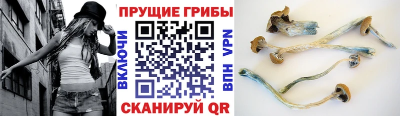 площадка наркотические препараты Алексеевка Псилоцибиновые грибы мицелий